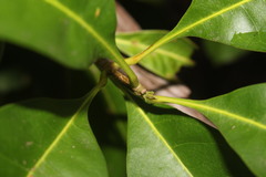 Chionanthus ramiflorus