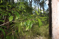 Chionanthus ramiflorus