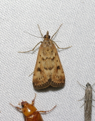Achyra nigrirenalis