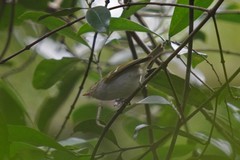 Phylloscopus goodsoni