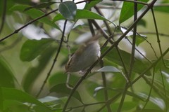 Phylloscopus goodsoni