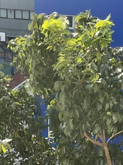 Swietenia macrophylla