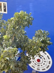 Swietenia macrophylla