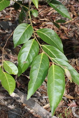 Cryptocarya onoprienkoana