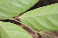 Cryptocarya onoprienkoana