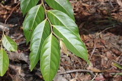 Cryptocarya onoprienkoana