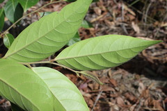 Cryptocarya onoprienkoana