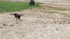 Caracara plancus