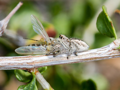 Pseudomogrus vittatus