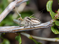 Pseudomogrus vittatus