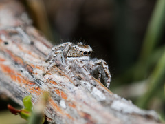 Pseudomogrus vittatus