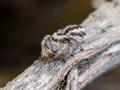 Pseudomogrus vittatus