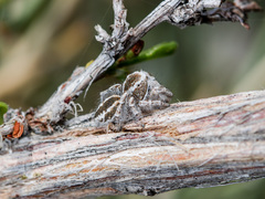 Pseudomogrus vittatus