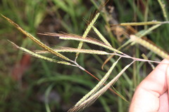 Dichanthium aristatum