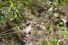 Digitaria breviglumis