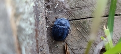Heleina