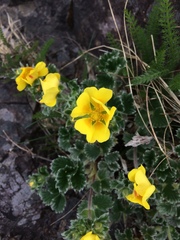 Potentilla villosa