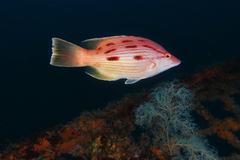 Bodianus unimaculatus