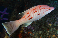Bodianus unimaculatus