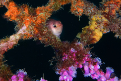 Caesioperca lepidoptera