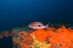 Caesioperca lepidoptera