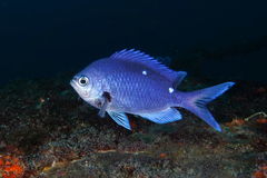 Chromis dispila