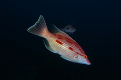 Bodianus unimaculatus