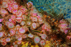 Forsterygion maryannae