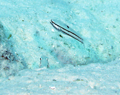 Valenciennea helsdingenii