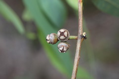Eucalyptus exserta