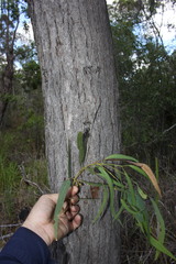 Eucalyptus exserta