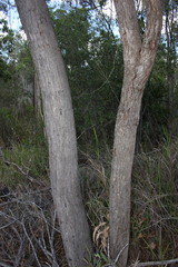 Eucalyptus exserta