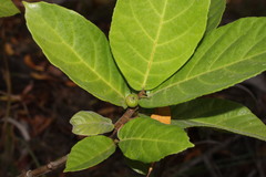 Ficus adenosperma