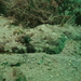 Cymbacephalus parilis - Photo (c) Alex Hoschke, algunos derechos reservados (CC BY-NC), subido por Alex Hoschke