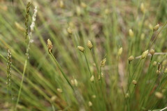 Fimbristylis polytrichoides