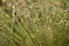 Fimbristylis polytrichoides