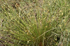 Fimbristylis polytrichoides