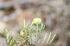 Gompholobium pinnatum