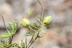 Gompholobium pinnatum