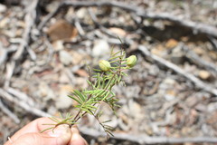 Gompholobium pinnatum