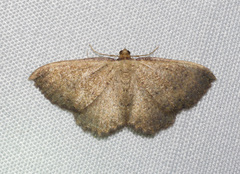 Chrysolarentia microcyma