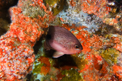 Caesioperca lepidoptera