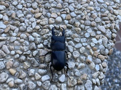 Serrognathus kyanrauensis