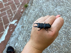 Serrognathus kyanrauensis