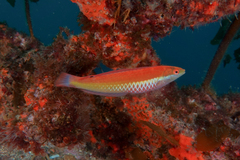 Suezichthys aylingi