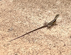 Lophognathus gilberti