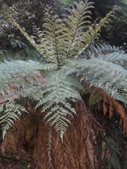 Dicksonia fibrosa x d lanata