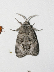 Culama australis