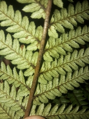 Dicksonia fibrosa x d lanata