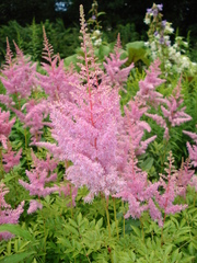 Astilbe × arendsii